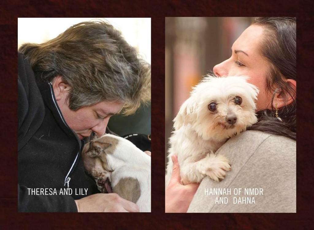 Theresa Strader of National Mill Dog Rescue : Dahna Bender Blog