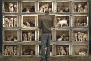 Suffolk County New York Passes Puppy Mill Legislation